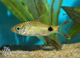 Image result for Bulbostylis filamentosa