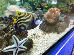 The center boasts of a wide diversity of fish species and also acts as a breeding and conservation center for marine life. Top 21 Port Dickson Attractions No 4 6 14 Must Go
