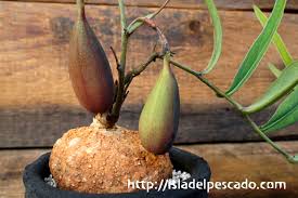 Image result for Adenia goetzei