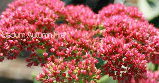 Call for price details sedum 'autumn fire', also known as stonecrop, is a very hardy and easy to grow perennial with green succulent leaves. Sedum Autumn Fire Autumn Fire Stonecrop Growing And Care