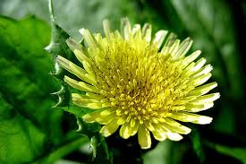Image result for Sonchus oleraceus