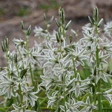 Image result for Ornithogalum flexuosum