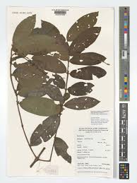 Image result for Bertiera angusiana