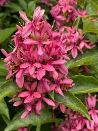 Image result for x Ruttyruspolia