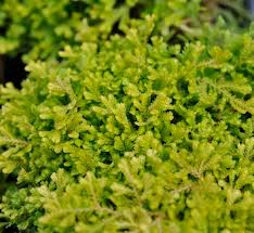 Image result for Selaginella afrorum
