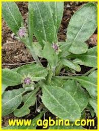 Image result for Senecio strictifolius