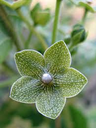 Pin On Fleur