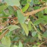 Image result for Pluchea dioscoridis