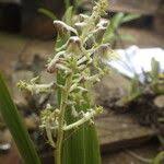 Image result for Polystachya odorata