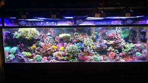 The colors of your fish will come alive in these beautiful acrylic aquariums. Pin On Miscellaneous Sps And Corals