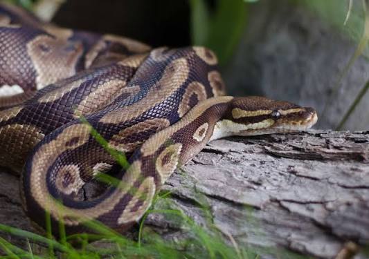 Ball Python | Sacramento Zoo