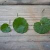 Leaves are round and glossy, about 1. Https Encrypted Tbn0 Gstatic Com Images Q Tbn And9gcq Ap 9ez Ivfmnkc6ci5b3cvygjfh2ccjwzj2tkpttdwwmv Usqp Cau