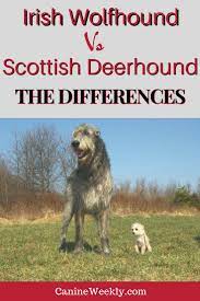 Irish Wolfhound Vs Scottish Deerhound Similarities And Differences Scottish Deerhound Deerhound Scottish Deerhound Vs Irish Wolfhound