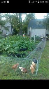 Pin Von Jewel Hurst Auf Gardening Huhner Im Garten Diy Gartenprojekte Hinterhofhuhner