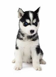 We did not find results for: 31 304 Husky Puppy Stock Photos Free Royalty Free Husky Puppy Images Depositphotos