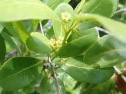 Image result for Mystroxylon aethiopicum