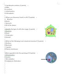 Check spelling or type a new query. 1 A Prokaryote Contains 5 Points A Dna Ba Nucleus Chegg Com