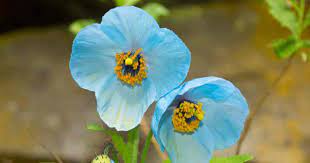 We did not find results for: Himalayan Blue Poppy Care Growing Meconopsis Asiatic Poppies
