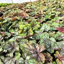 Image result for heuchera americana