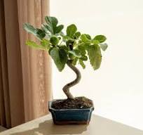 Ficus Carica