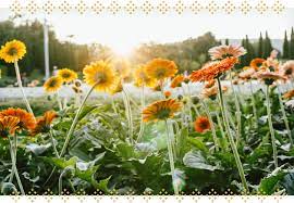 Flowers that go limp are not drinking well and need to be recut. The Complete Gerbera Daisy Care Guide Ftd Com