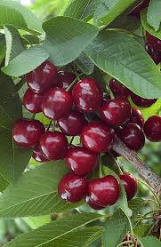Cerisier Silvia