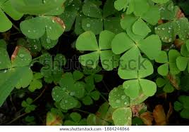 Image result for Marsilea villifolia