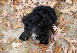 Maybe you would like to learn more about one of these? Adorable Cockapoo Puppies For Sale In Nj Ny De Pa Va Ma Eden Dog