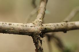 Image result for Anisotes sessiliflorus