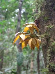 Image result for Uvariastrum germainii