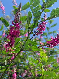Image result for Indigofera circinella
