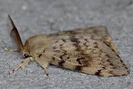 The gypsy moth larval stage lasts approximately seven weeks. How To Deal With The Gypsy Moth Explosion In The Kawarthas Kawarthanow