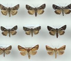 Image result for Syngrapha microgamma