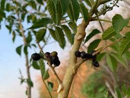 Image result for Brucea