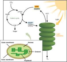 Light dependent reactions produce atp and nadph from energy captured from light. The Light Independent Reactions Aka The Calvin Cycle Principles Of Biology