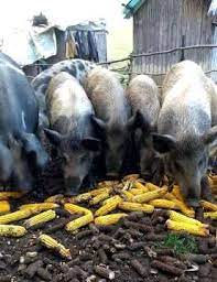 Maybe you would like to learn more about one of these? Porci Mistreti De Vanzare Stiriagricole Ro