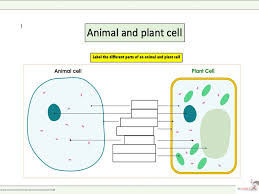 Check spelling or type a new query. Cell Parts And Function And Life Functions Pt 1 Quizizz