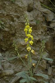 Image result for Crotalaria schliebenii