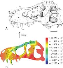 Un accident se întâmplă, ally scăpând oul pe podea. Finite Element Analysis Of The Skull Of T Rex The Skull Of T Rex Is Download Scientific Diagram