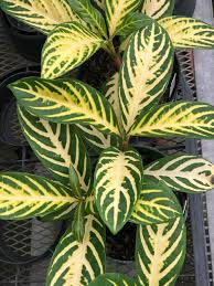 Image result for Sanchezia speciosa