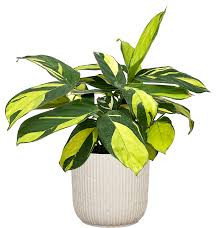 Image result for Ktenante Ctenanthe