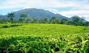 Berbeda dengan kebun teh cipasung yang dikelola oleh koperasi, kebun teh sadareha berupa kebun teh milik rakyat sehingga tidak begitu luas. 45 Tempat Wisata Di Majalengka 2021 Paralayang Menarik Kebun Teh Cipasung Taman Bukit Alam Hejo Curug Tonjong Jabar Terbaru Jejakpiknik Com