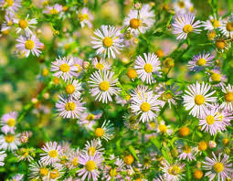 Image result for Asterochaete