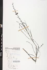 Image result for Micrargeria filiformis