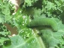 Image result for can you eat caterpillar poop