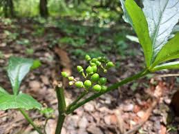 Image result for Cissus crusei