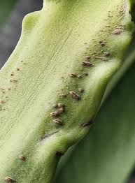 Image result for scale on plant