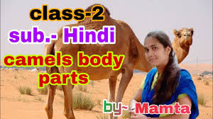 Check 'young camel' translations into hindi. Camels Body Parts Class 2 Mamta Hindi Tpkm Kv Madhrai Youtube