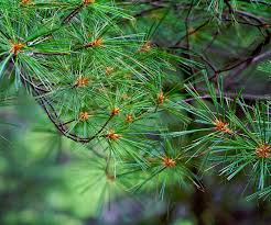 Image result for Pinus