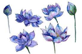 Blue Watercolor Lotus Flower Png 306351 Illustrations Design Bundles In 2021 Watercolor Lotus Flower Graphic Lotus Flower Drawing